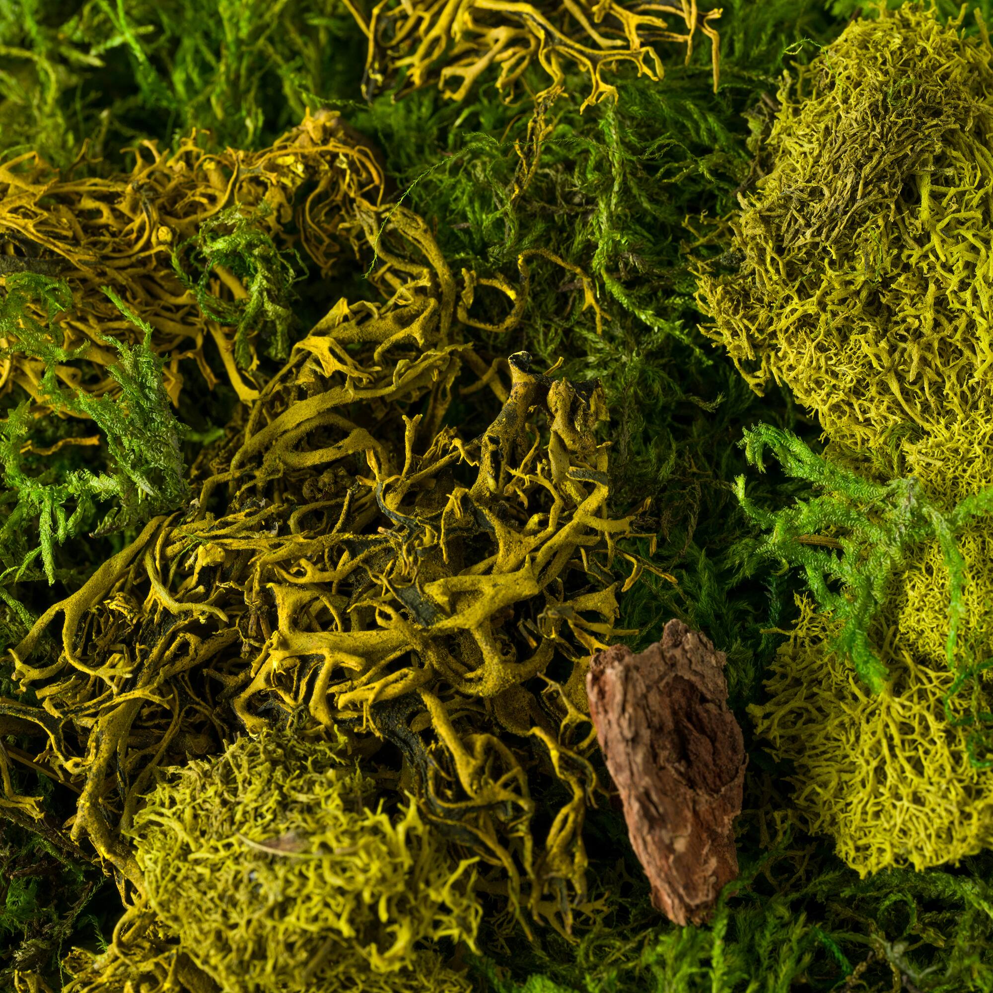 24 Pack: SuperMoss® Preserved Mixed Moss